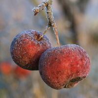 Novemberspaziergang 22.11.2025